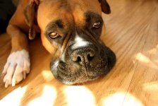 image of animal
