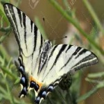 image of animal
