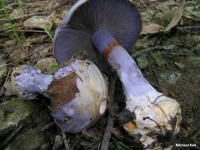 image of mushrooms