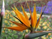 image of flower