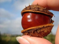 image of buckeye