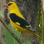 image of bird