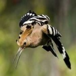 image of bird