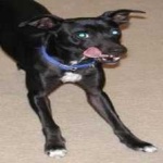 image of animal