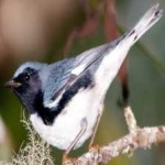 image of black_throated_warbler #1