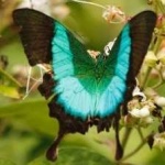 image of banded_butterfly #90