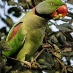 image of alexandrine_parakeet #26