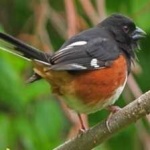 image of bird