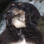 image of animal