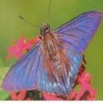 image of animal