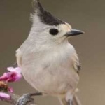 image of bird