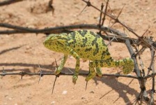 image of african_chameleon