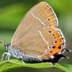 image of animal