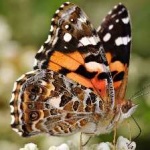 image of painted_butterfly #3