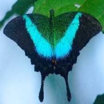 image of banded_butterfly #14