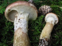 image of mushrooms