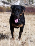 image of rottweiler
