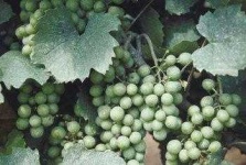 image of grapes