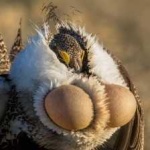 image of bird