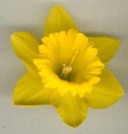 image of flower