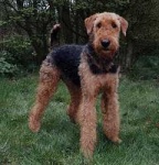 image of otterhound