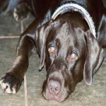 image of animal