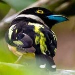 image of bird
