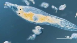 image of parasitic_flatworms