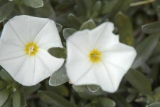image of flower