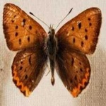 image of animal
