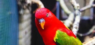 image of lory