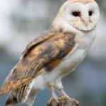 image of bird