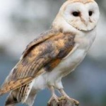 image of barn_owl #33