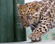 image of animal