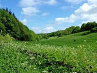 image of grassland