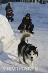 image of eskimo_dog #13