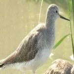 image of bird