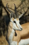image of impala