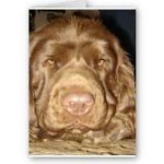 image of sussex_spaniel #6