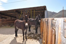 image of animal