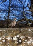 image of partridge