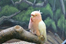 image of animal