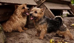 image of norwich_terrier