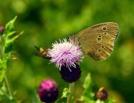 image of ringlet