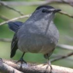 image of bird