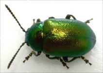 image of leaf_beetle