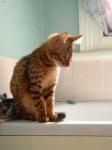 image of animal