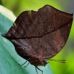 image of animal