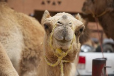 image of animal
