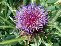 image of cardoon